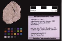 Foto (Objekt + Etiketten) von Cracensigillatus acutirostris (Moericke, 1889) (NHMW-GEO-1990-0041-0204)